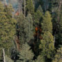 Calaveras Big Trees State Park. Photo by Smith Robinson, courtesy of Save the Redwoods League.