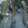 Calaveras Big Trees State Park. Photo by Smith Robinson, courtesy of Save the Redwoods League.