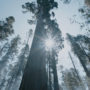 Calaveras Big Trees State Park. Photo by Smith Robinson, courtesy of Save the Redwoods League.