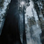 Calaveras Big Trees State Park. Photo by Smith Robinson, courtesy of Save the Redwoods League.