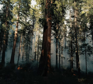 Calaveras big trees