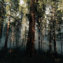 Calaveras Big Trees State Park. Photo by Smith Robinson, courtesy of Save the Redwoods League.