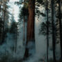 Calaveras Big Trees State Park. Photo by Smith Robinson, courtesy of Save the Redwoods League.