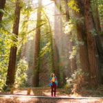 A woman stands on a paved trail, looking up at the surrounding redwood trees, with the sun's rays shining down.