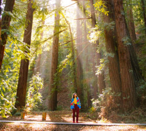 A woman stands on a paved trail, looking up at the surrounding redwood trees, with the sun's rays shining down.