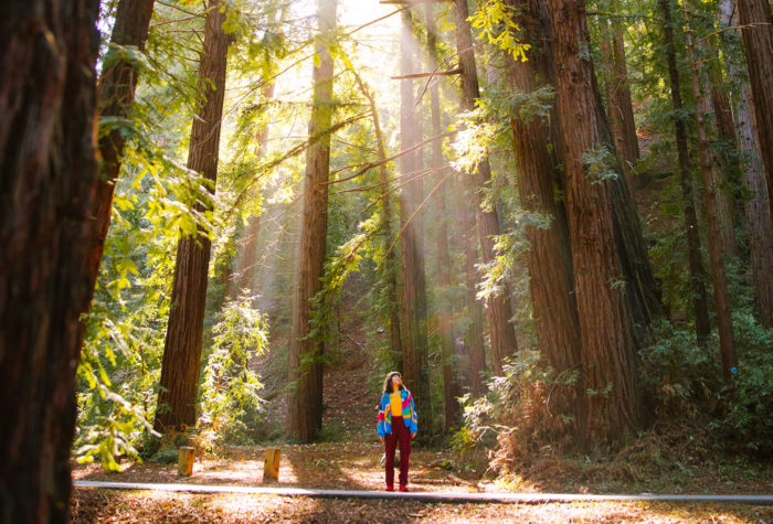 A woman stands on a paved trail, looking up at the surrounding redwood trees, with the sun's rays shining down.