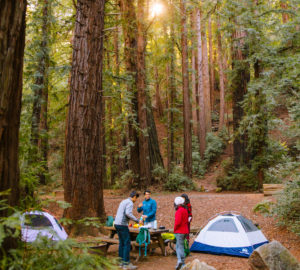 A group of four people set up a picnic at a picnic table on a campsite with 2 tents surrounded by redwood trees, with the sun shining through the trees.