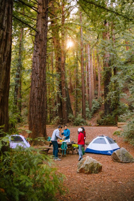 A group of four people set up a picnic at a picnic table on a campsite with 2 tents surrounded by redwood trees, with the sun shining through the trees.