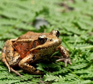 The frog is a Northern Red-Legged Frog, Rana aurora. Photo by Doug and Joanne Schwartz