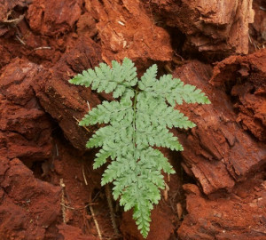 Fern growing from a decomposing redwood stump, logged long ago. Photo by Doug and Joanne Schwartz