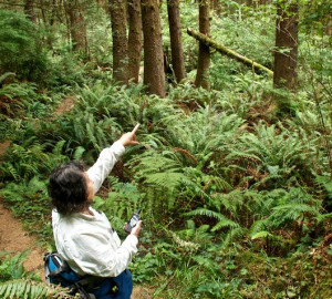 Joanne marking GPS location of an old-growth redwood tree. Photo by Doug and Joanne Schwartz