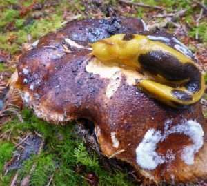 A banana slug eats a decaying Beefsteak mushroom cap, Fistulina hepatica. Photo by Joanne and Doug Schwartz