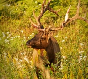 Roosevelt elk with velvet hanging from his antlers. Photo by Joanne and Doug Schwartz