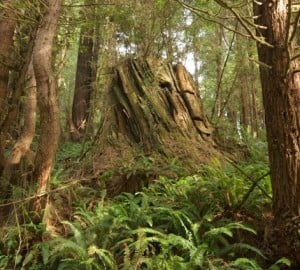Many new redwoods grow in areas with old-growth cutting. Photo by Joanne and Doug Schwartz