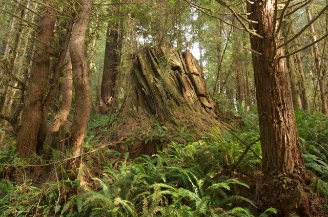 Many new redwoods grow in areas with old-growth cutting. Photo by Joanne and Doug Schwartz