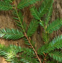 Redwood leaves and bark. Photo by Joanne and Doug Schwartz