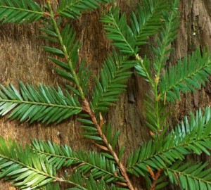 Redwood leaves and bark. Photo by Joanne and Doug Schwartz