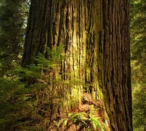 A very large coast redwood. Photo by Joanne and Doug Schwartz