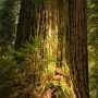 A very large coast redwood. Photo by Joanne and Doug Schwartz