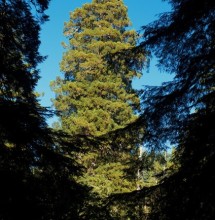 View from a hillside to a tall tree in the flats below. Photo by Joanne and Doug Schwartz