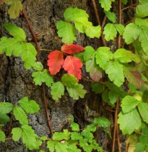 Poison oak climbs over 40 ft. up douglas fir and redwood trees. Photo by Joanne and Doug Schwartz