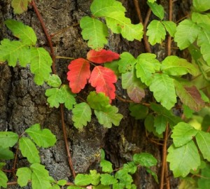 Poison oak climbs over 40 ft. up Douglas fir and redwood trees. Photo by Joanne and Doug Schwartz