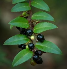 Huckleberries are ripe in Jedediah Smith State Park. Photo by Joanne and Doug Schwartz