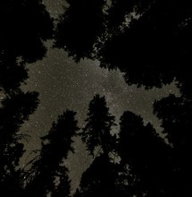 On a dark, clear night among the redwoods and douglas firs. Photo by Joanne and Doug Schwartz