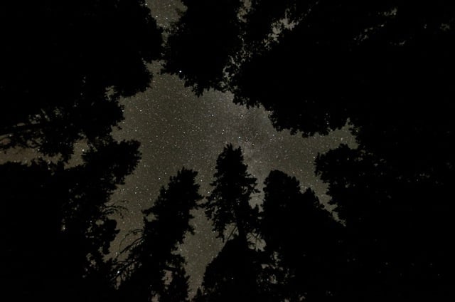 On a dark, clear night among the redwoods and douglas firs. Photo by Joanne and Doug Schwartz