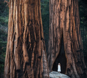A young woman in a white dress stands at the base of two massive giant sequoia trees
