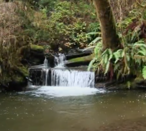 redwoods rising stream restoration video still