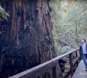 touring Montgomery Woods