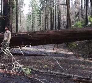 Damage from January storms keeps some redwood parks closed 
