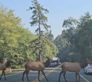 Roosevelt Elk traffic