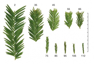 Redwood leaf length shrinks with tree height (leaf number in meters, scale in centimeters). Image from Koch, Sillett, Jennings, and Davis (2004) The Limits to Tree Height. Nature 428: 851-854.