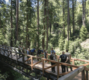 People stand on a bridge in a redwood forest.