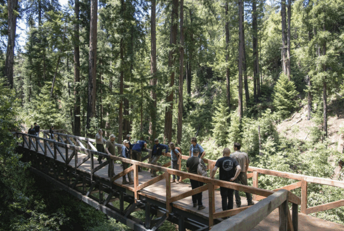 People stand on a bridge in a redwood forest.