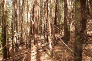 Two-thirds of Redwood National and State Parks (about 80,000 acres) were severely impacted by decades of commercial logging before being protected as public parkland. Today, much of the historically logged areas look like this densely-growing, second-growth forest. Photo credit: Lathrop Leonard, California State Parks