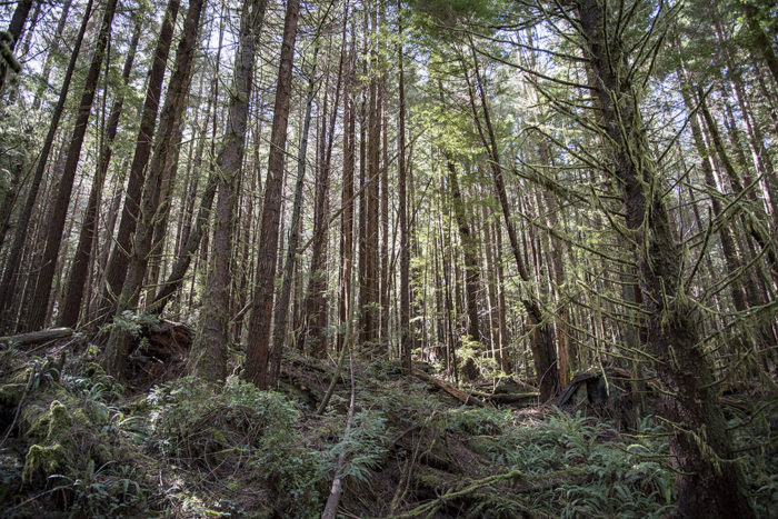 A previously logged second growth forest in Redwood National Park. To restore this forest some of the trees will be cut to open up growing space for the remaining trees. This will allow the trees to recover full canopies, increase growth, and put the forest on a quicker path to old growth. Photo by Andrew Slack, Save the Redwoods League