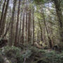 A previously logged second growth forest in Redwood National Park. To restore this forest some of the trees will be cut to open up growing space for the remaining trees. This will allow the trees to recover full canopies, increase growth, and put the forest on a quicker path to old growth. Photo by Andrew Slack, Save the Redwoods League