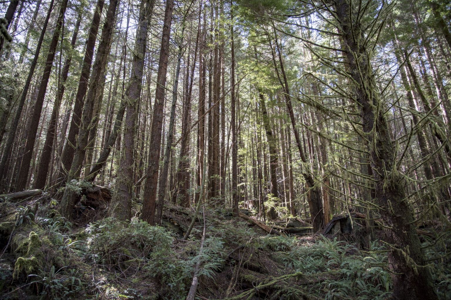Redwoods Rising continues groundbreaking work in northern forests