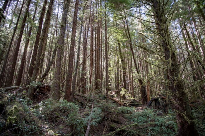 redwoods rising dense forest