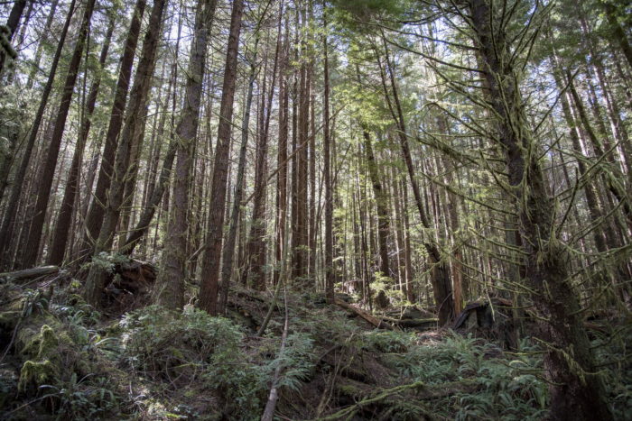 redwoods rising dense forest