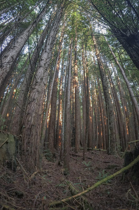 Redwoods Rising restoration work. Photo by Andrew Slack, Save the Redwoods League
