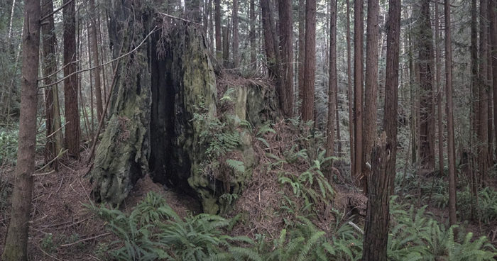 Redwoods Rising restoration work. Photo by Andrew Slack, Save the Redwoods League