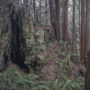 -Redwoods Rising restoration work. Photo by Andrew Slack, Save the Redwoods League