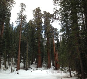 Sequoia National Park under a blanket of white snow on a grey day.