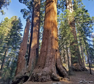 Giant sequoia stand in Giant Sequoia National Monument