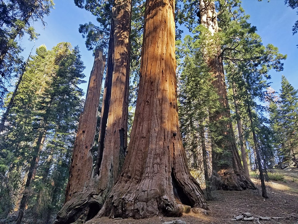 Giant sequoia stand in Giant Sequoia National Monument