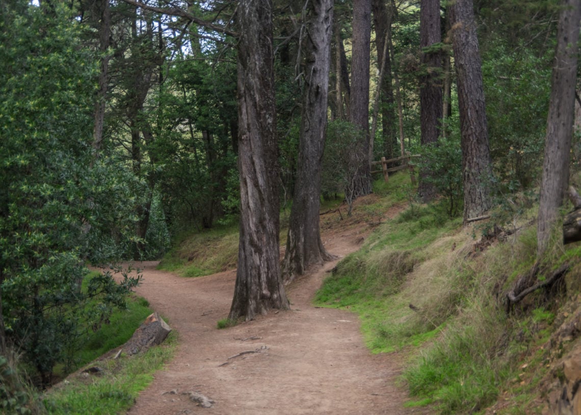A dirt trail leads through the redwood forest. Trees stand on the right side of the trail.